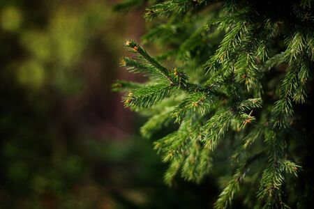 Christmas fir tree branches Background. Christmas pine tree wallpaper. Copy space. Christmas tree in the forest. Close up.の写真素材