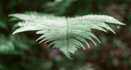 Green leaf fern in the forest close-up. Beautiful fern leaf. Forest greens.の写真素材