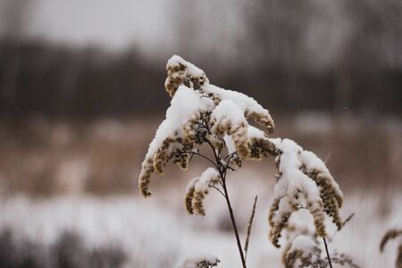 Dry brown grass under snow in autumn close-up. Yellowed grass in the field against the white snow....