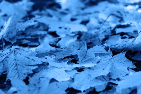 Classic Blue background. Color of the year 2020. Maple leaf carpet close-up.の写真素材