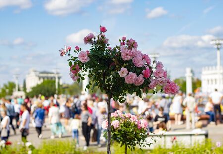 Rose Bush in the shape of a heart on the background of buildings and tourists in the Park. Greeting card for Valentine's day. Delicate blooming roses. Heart of flowers.の写真素材