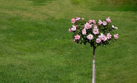 Rose Bush in the shape of a heart on the background of a green lawn. Greeting card for Valentine's...