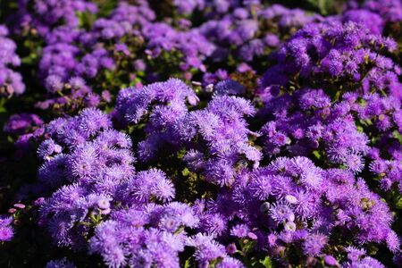 Small purple flowers close-up. Floral background. Floral greeting card. Lilac Bush asters or chrysanthemums. Live wall. Flat lay. Copy space.の写真素材