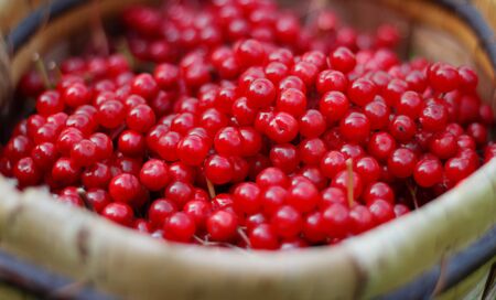 Ripe red viburnum berries in a wicker basket on a grass background. Viburnum crop close-up. Bunches of viburnum. Food for vegans.の写真素材