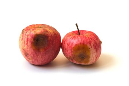 Ugly apples. Two red and yellow spoiled apples isolated on a white background. Trendy ugly food concept. The problem of food waste.の写真素材