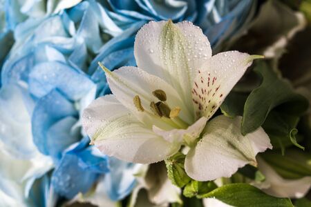 Beautiful white Lily with variegated petals and yellow core with drops of clear water close-up. Beautiful white flower on blue petals background.の写真素材