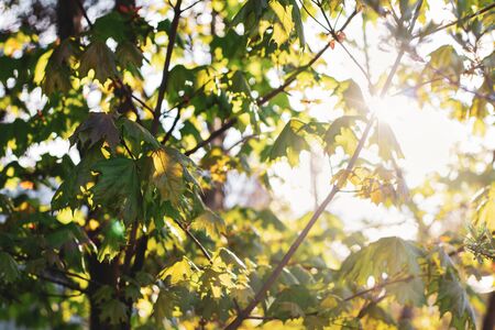 Nature background. Green maple leaves. Ray of sun breaks through the young maple leaves