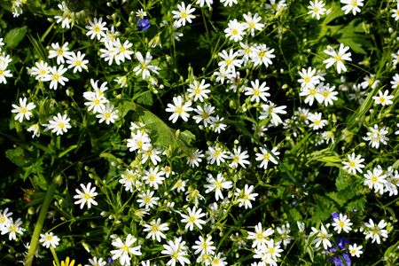 Nature floral background. Stellate white flowers. Forest plant stellate flowers in spring with small...
