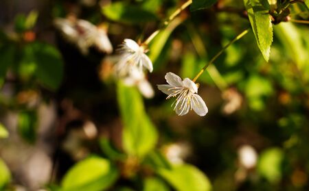 Nature floral background. Blooming cherry Apple tree. White cherry blossoms on a branch close-up. Live wall of flowers in a spring garden.の写真素材