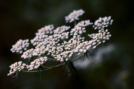 Aegopodium. The most well-known member is the Aegopodium podagraria, the ground elder also known as snow-on-the-mountain.White flower aegopodium on a dark background.の写真素材