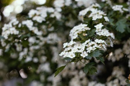 White flowers of viburnum close-up. Blooming viburnum Bush.Viburnum opulus, Guelder rose. Beautiful white flowers of blooming Viburnum shrub on green background.の写真素材