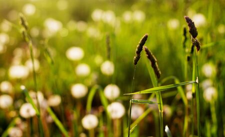 Nature background. White dandelions and grass in the sunlight close-up. Green grass close-up against the setting sun. Nature in the morningの写真素材
