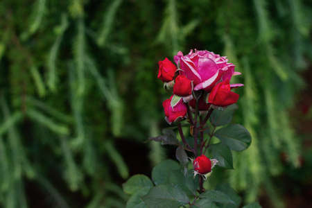 Rose Bush roses. Nature flower background. The flowering of roses. Pink flowers on a green background.の写真素材