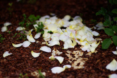 White rose petals on the ground. Rose petals are falling off. The roses have faded. White rose.の写真素材