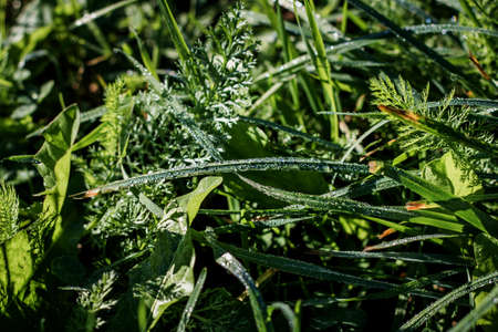 Natural background. Grass close-up. Dew on the grass in the morning macro. Green grass sedge in the morning with dew drops.の写真素材