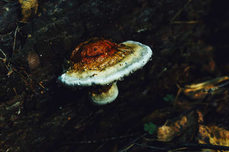 Toadstool mushrooms on a stump. Forest mushroom grebe in the autumn forest. Toadstools close-up....