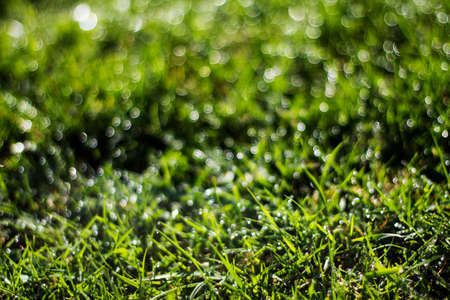 Nature background. Green grass close-up. Dew on the grass in the morning in the sun. Grassy bright...