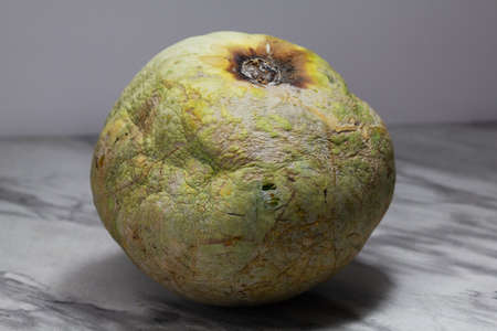 Ugly food. Ugly vegetables. Rotting green pumpkin. Ugly pumpkin. Spoiled food.