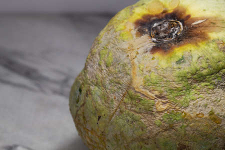 Ugly food. Ugly vegetables. Rotting green pumpkin. Ugly pumpkin. Spoiled food.