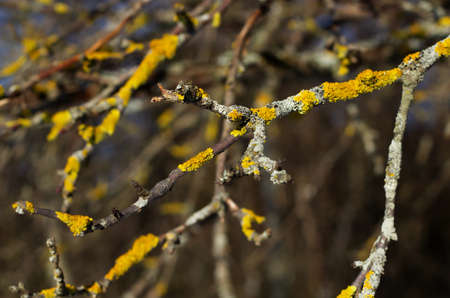 Natural abstract background. Yellow lichen on tree branches. Dry tree branches against the blue sky.