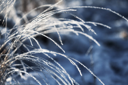 Nature winter background. Winter landscape. Grass covered with frost and snow drifts close-up....