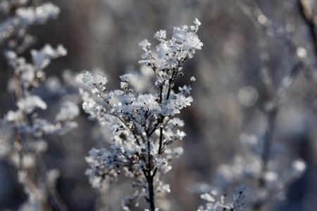 Nature winter background. Winter landscape. Grass covered with frost and snow drifts close-up. Beautiful view of the winter nature. Frost macro photoの写真素材