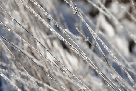 Nature winter background. Winter landscape. Grass covered with frost and snow drifts close-up. Beautiful view of the winter nature. Frost macro photo.Blurry background.の写真素材