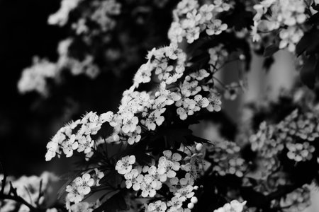 White flowers of viburnum close-up. Blooming viburnum Bush Viburnum opulus, Guelder rose. Beautiful...