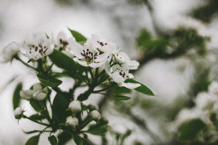 Blooming Apple tree. White Apple blossoms on a branch close-up. Nature floral background. Live wall of flowers in a spring garden. Copy space.の写真素材