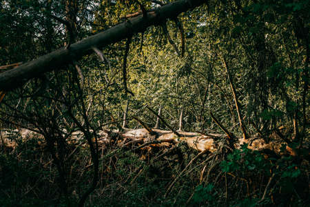 Nature floral background. CarnatiNature floral background. Carnation herb. Small pink wildflowers. Lilac cute flowers on a green grass background.の写真素材