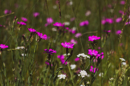 Nature floral background. CarnatiNature floral background. Carnation herb. Small pink wildflowers....