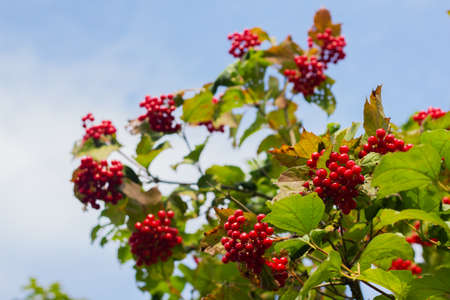 Viburnum berries on a branch close-up. Ripe red viburnum. Guelder bush. Viburnum is a folk remedy for colds.の写真素材
