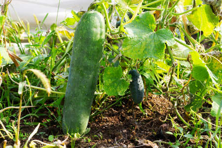Giant green cucumber in the garden bed. Delicious healthy vegetable cucumber. Organic food for vegetarians.の写真素材