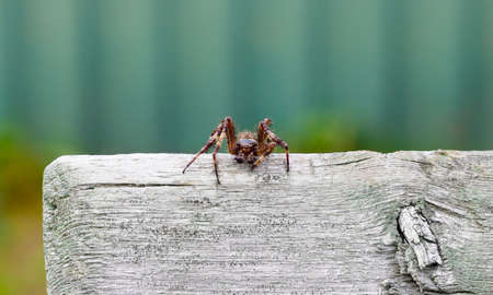 Spider wolf close-up. Dangerous spider insect is sitting on a tree. Spider macrophotography....