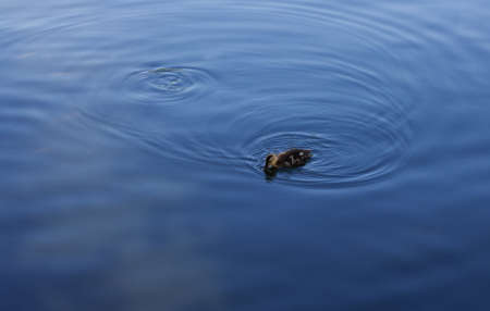 Little duckling is swimming. One duckling is swimming on the blue surface of the water.の写真素材