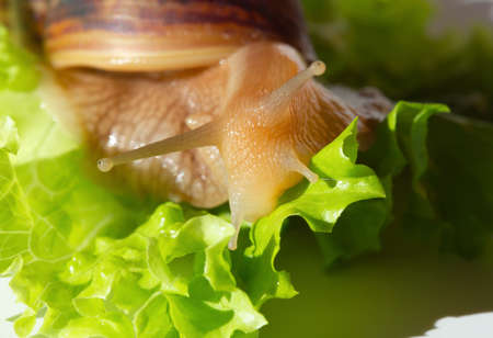 Giant tropical brown snail Achatina eating green lettuce over white background. Baby Snail akhatina with a shell macro photography. Close-up of a mollusk.の写真素材