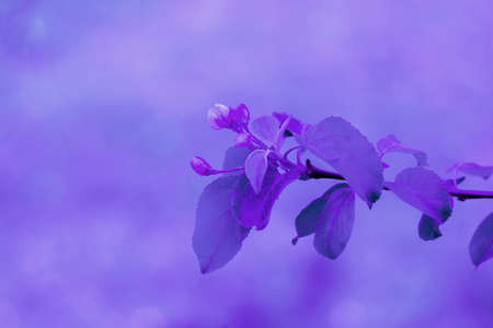 Trendy Color of the year 2022 Very Peri. Nature floral background. Blooming Apple tree. Lilac Bud of an Apple blossom on a lilac background.の写真素材