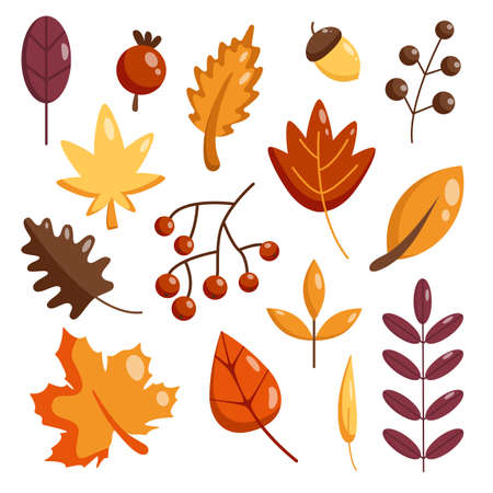 Vector isolated flat Set autumn leaves. Autumn leaves or fall foliage icons. Maple, oak, mountain ash leavesのイラスト素材