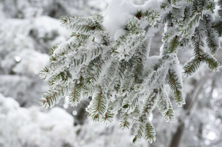 christmas winter branches covered with snowの写真素材