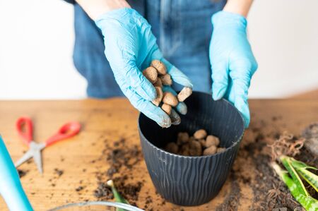 Hands of a gardener in protective gloves pour expanded clay stones for drainage