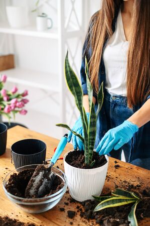 Hands of a gardener in gloves plant a houseplant in a pot with soil, plant with garden tools. Gardening or planting concept.の写真素材