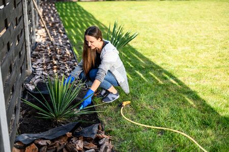 The concept of spring gardening, a hobby. Woman in gloves with a gardening trowel plants a bush on backyard. She is in casual clothes on green grassの写真素材