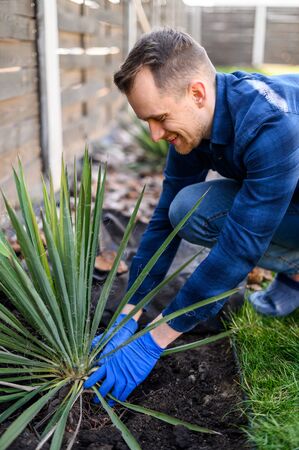 Spring garden work. A young guy a gardener in a rubber gloves on his hands crouched on a green lawn near plants and smiles. He plants bushesの写真素材