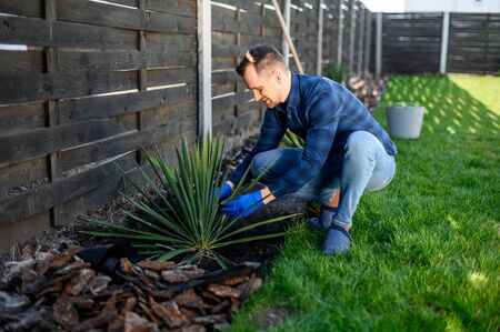 Spring garden work. A young guy a gardener in a rubber gloves on his hands crouched on a green lawn near plants and smiles. He plants bushesの写真素材