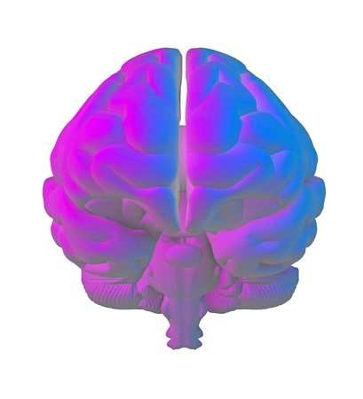 human brain in blue pink tones isolated on white. 3d rendering