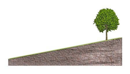 tree on bias ground sectional isolated on white. 3d renderingの写真素材