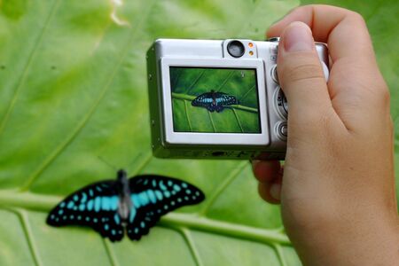 Female hand holding compact camera taking picture of a tropical butterflyの写真素材