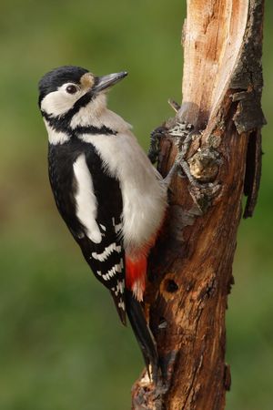 Great spotted woodpecker searching for food on a branch