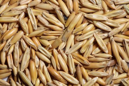 Oat seeds close-up background texture