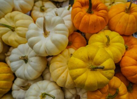 Small white, yellow and orange pumpkins on street market in Bangkok, Thailand